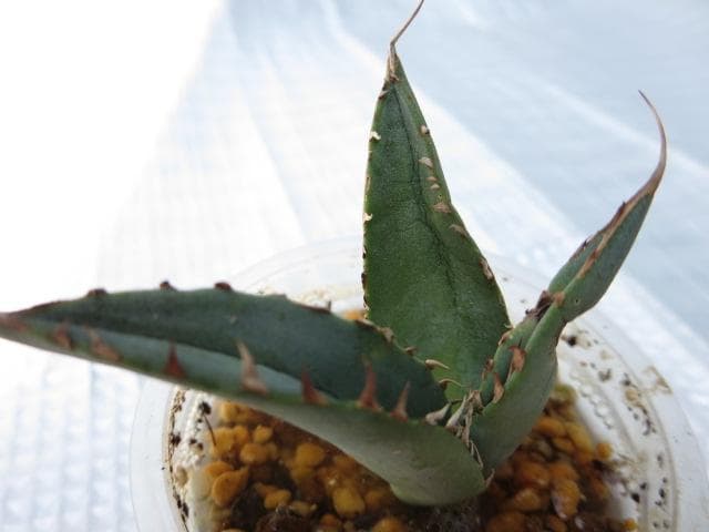 チタノタ 才ア八力実生A2|超強鋸歯|発根済み