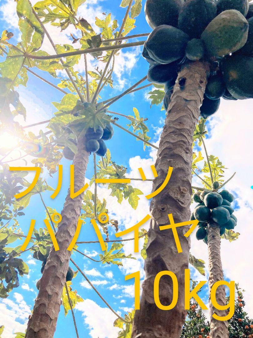 完璧 日本国産無農薬フルーツパパイヤ10kgブランド 品 通販 野菜