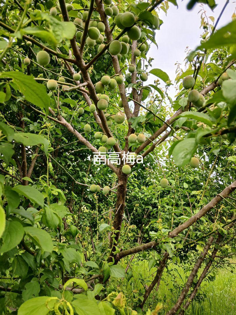 青梅大梅1kg、広島県産、家庭用、産地直送、農家直送、農薬不使用
