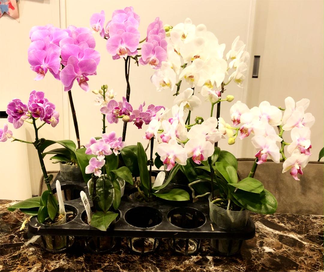 ブラック系美しい 洋ラン 胡蝶蘭9ポットアソート 1セットのみ 植物 観葉植物 インテリア小物ブラック系 9 000 Eur Artec Fr