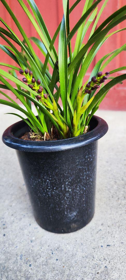 日本蜜蜂 巣箱