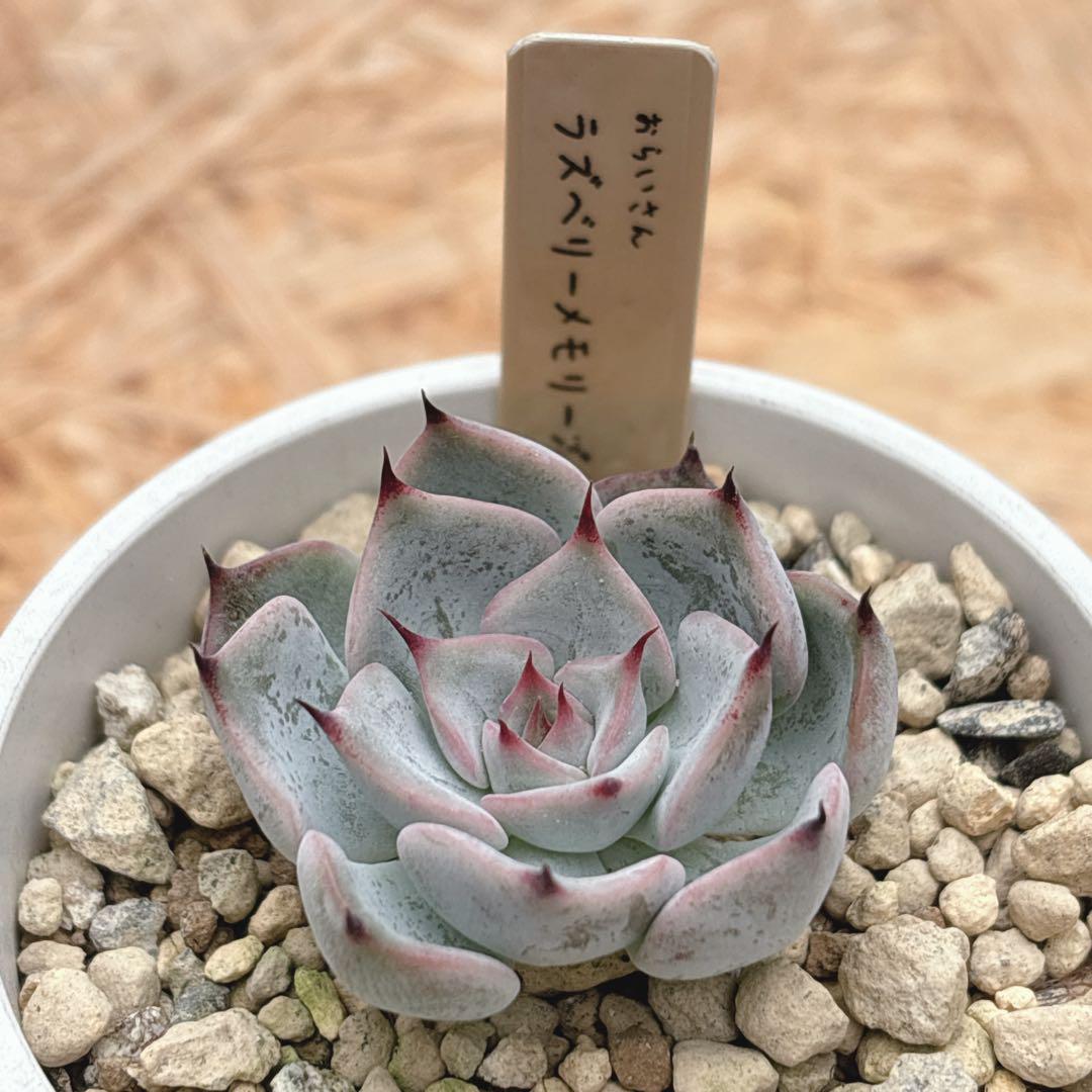2.【おらいさん】ラズベリーメモリーズ ミックスベリア 多肉植物 エケベリア