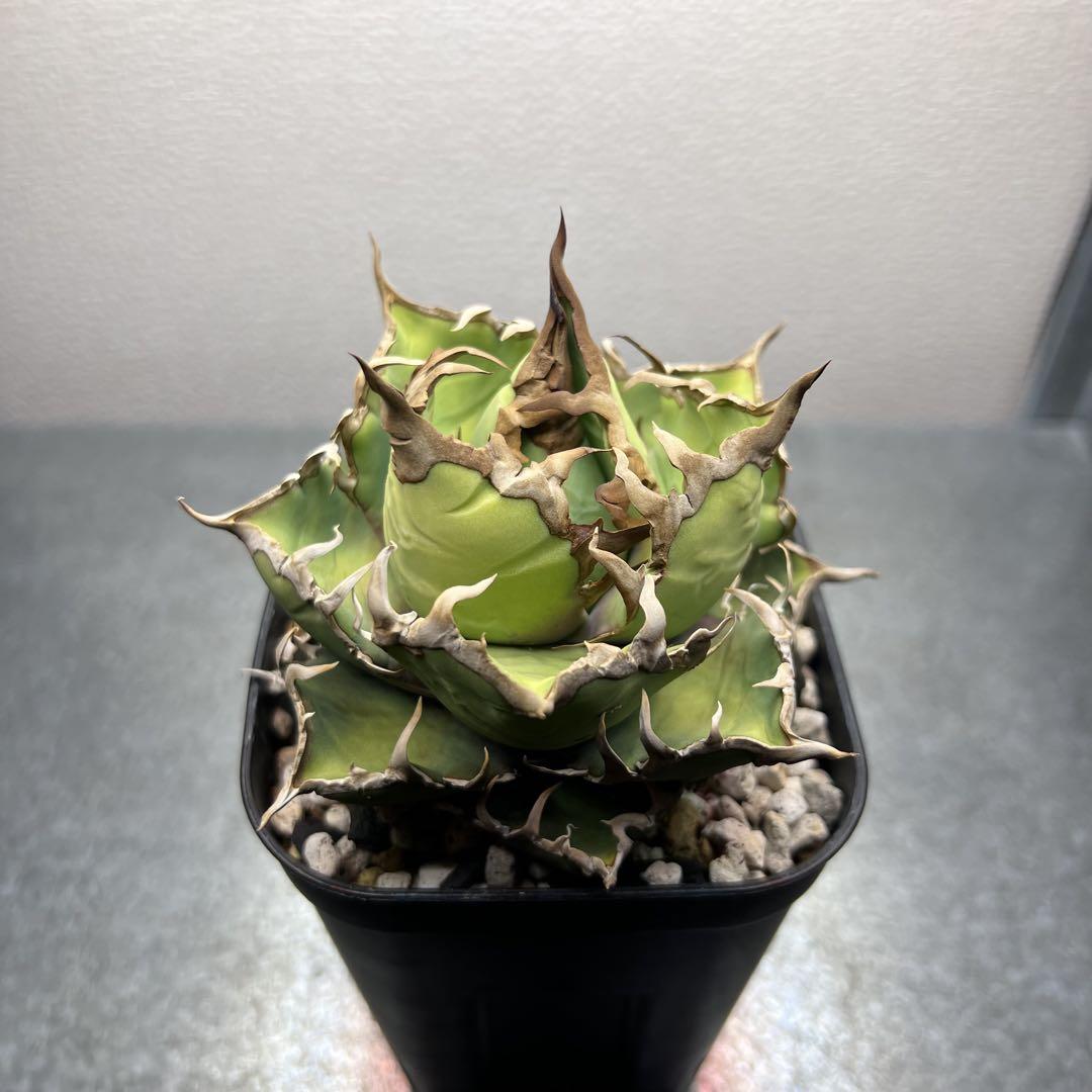 チタノタ シーザー