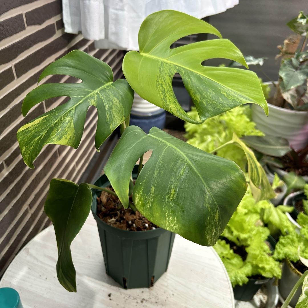 斑入りモンステラ ボルシギアナオーレア 黄斑美しい株鉢植え発送❣️ 画像10