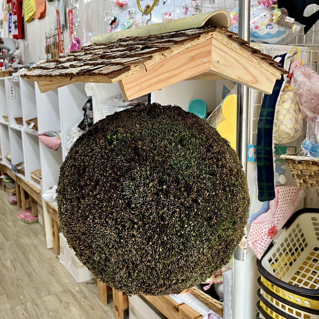 杉玉【屋根付き】⑥