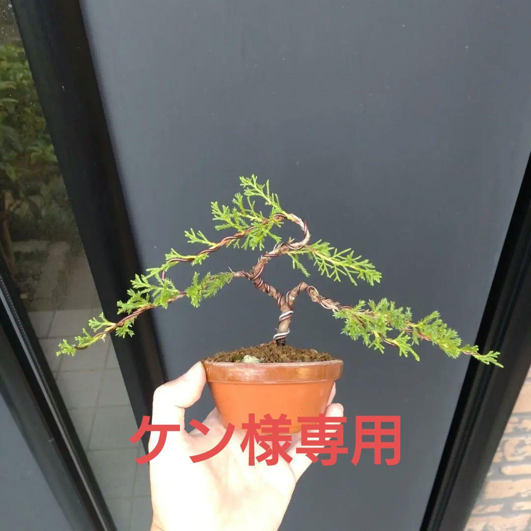 糸魚川真柏 小品 盆栽 素材 - メルカリ