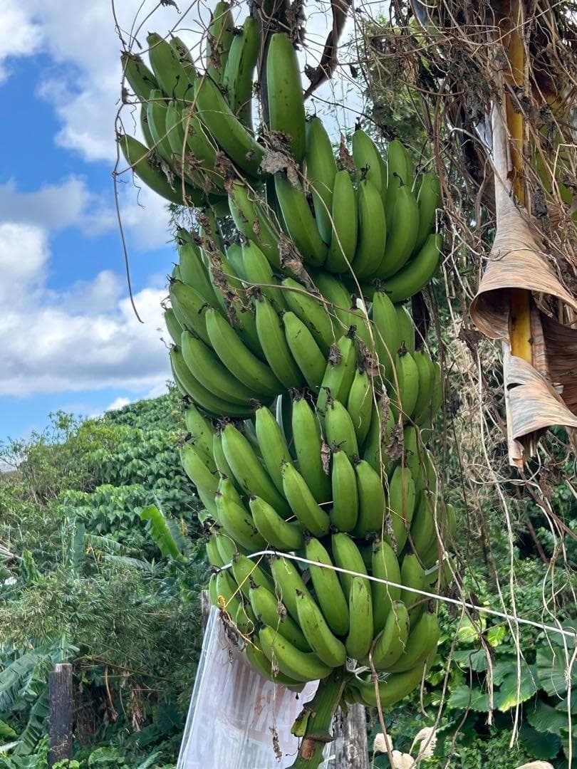 島バナナ＝糖度モンスターVanana