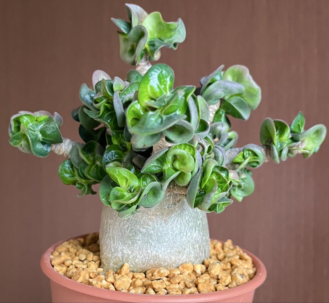 獅子葉/アデニウム/極美】Dorset Horn Adenium（DHA) ①