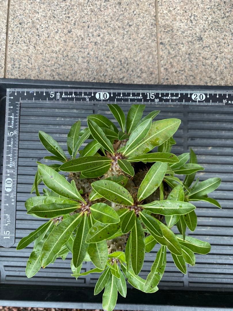 パキポディウム