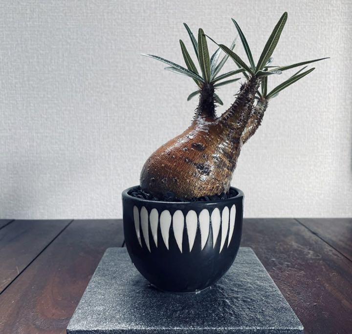 可愛いクリスマスツリーやギフトが！ 植物/観葉植物 インテリア・住まい・小物-www.ameublier.com