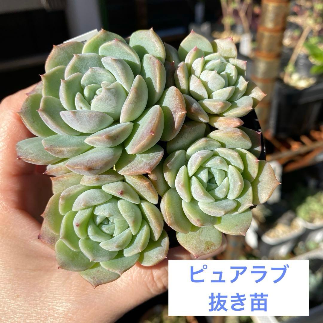 ピュアラブ 抜き苗 - メルカリ