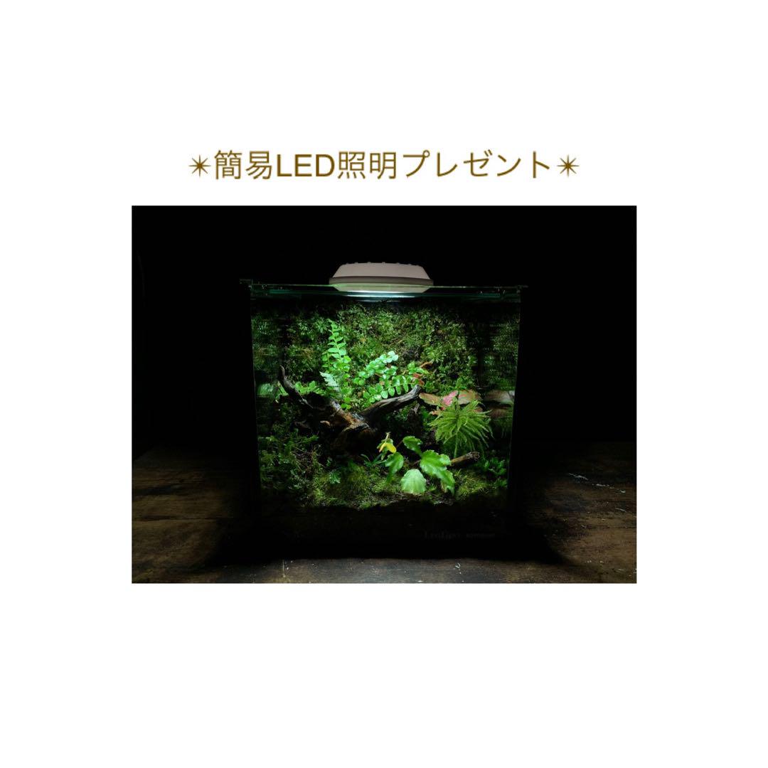 No.293 苔アート　苔テラリウム　ベゴニア　プリスマトカルパ　入り　完成品
