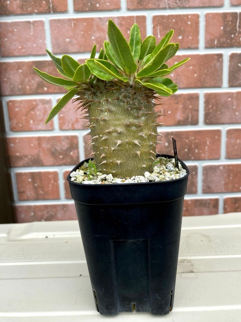 ホロンベンセ 実生6年株目立った傷や汚れなし