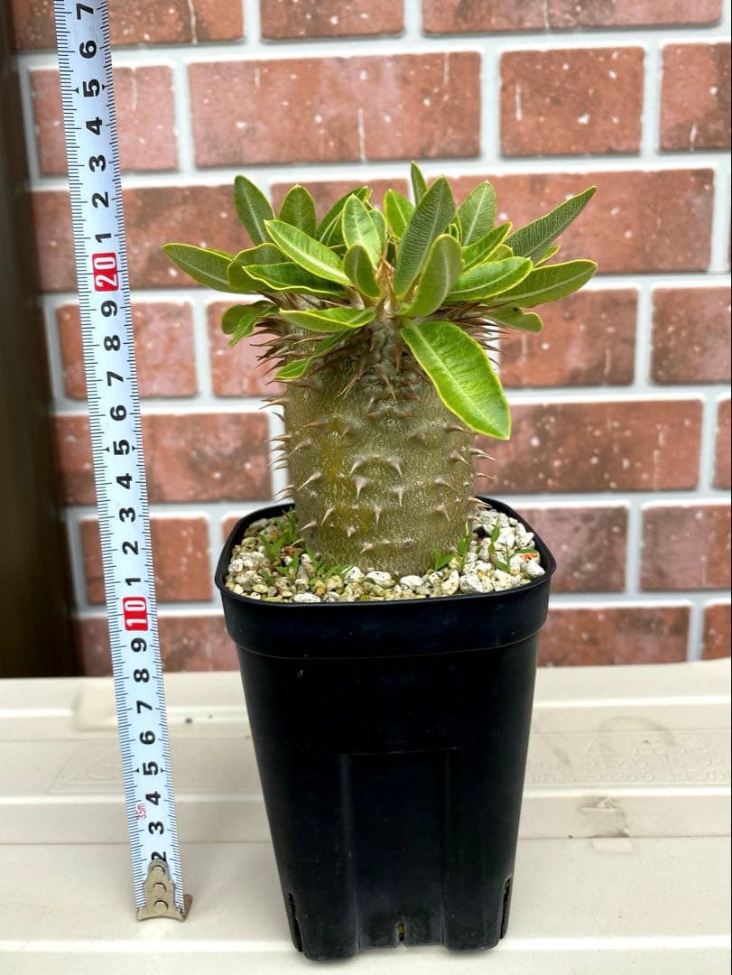 ホロンベンセ 実生6年株目立った傷や汚れなし