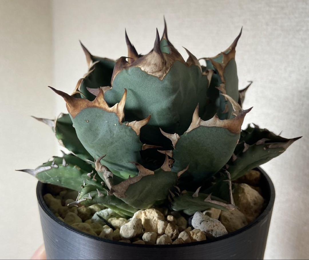 鉢ごと