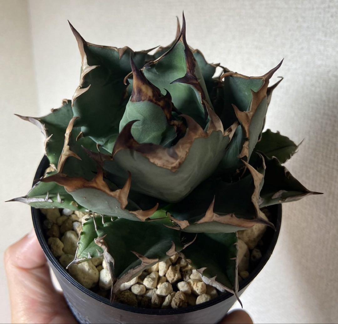 姫厳竜 親株