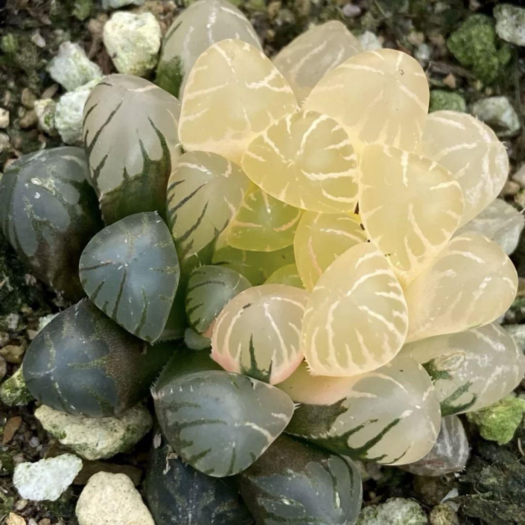 多肉植物 ハオルチア OB-1オブツーサ錦 半糊斑