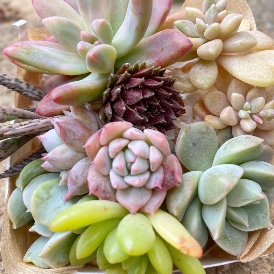 メルカリ 多肉植物カット苗 植物 観葉植物 666 中古や未使用のフリマ メルカリ 多肉植物カット苗 植物 観葉植物 666 中古や未使用のフリマ