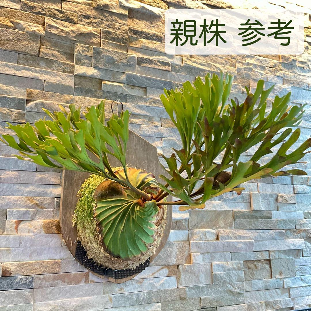板付可能サイズ 大》P.ridleyi wild_リドレイワイルド