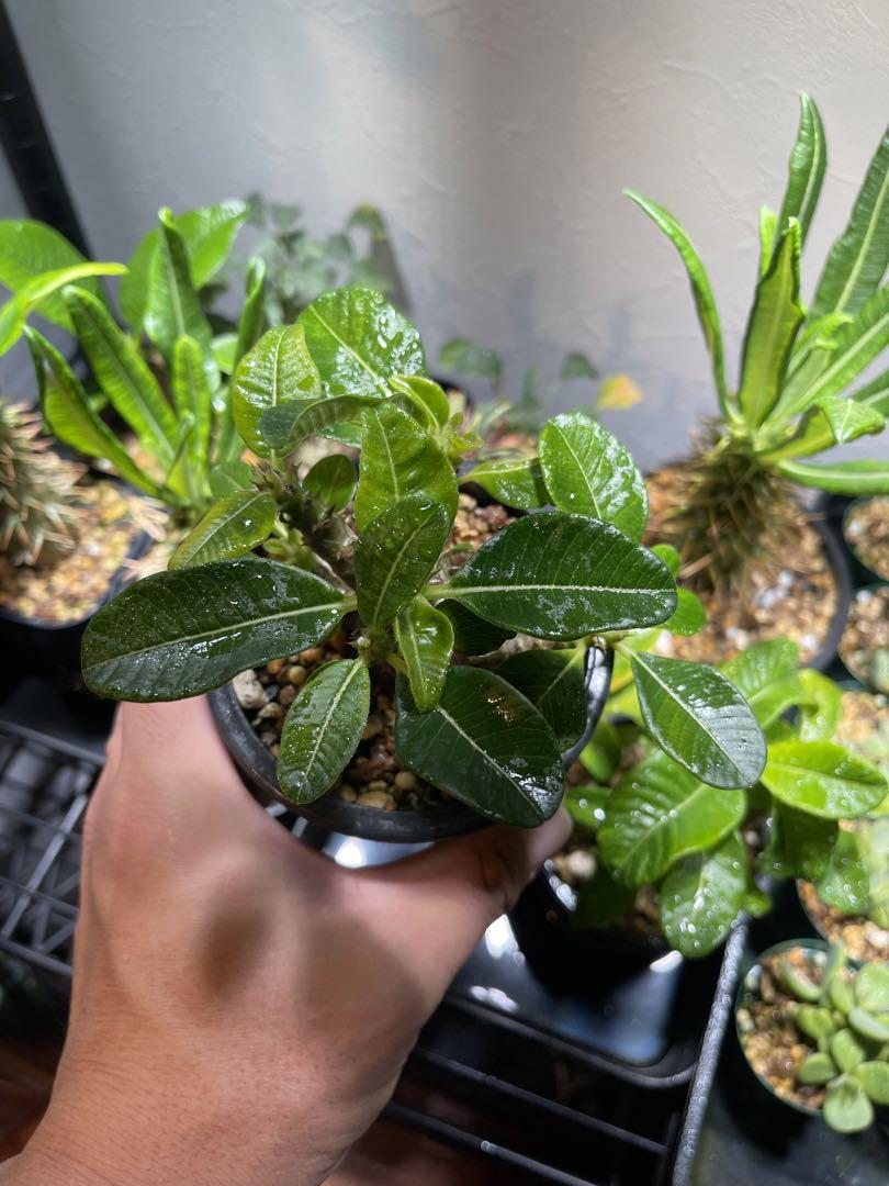 大特価 言い換え パキポディウム ウィンゾリー 塊根植物・コーデックス