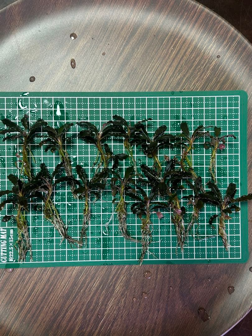 ブセファランドラクダガン レッド ゴジラ 水上葉15株目立った傷や汚れなし