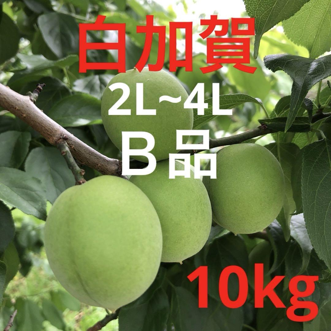 青梅 白加賀　Ｂ品　2L~4L 10kg