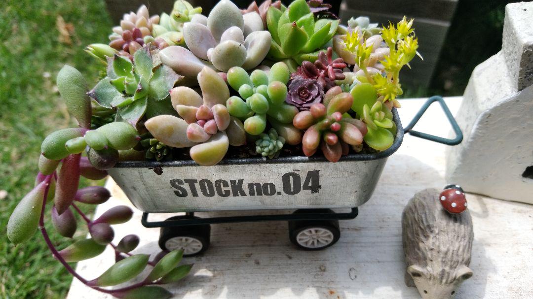 多肉植物★寄せ植え★このまま飾れます★