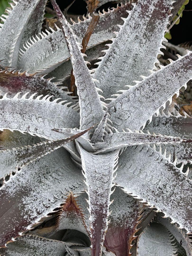 Dyckia marnier-lapostollei, type form ⑵