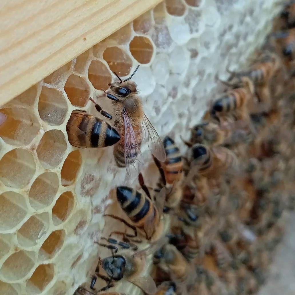 国産　純粋　蜂蜜　はちみつ　1.2kg2本