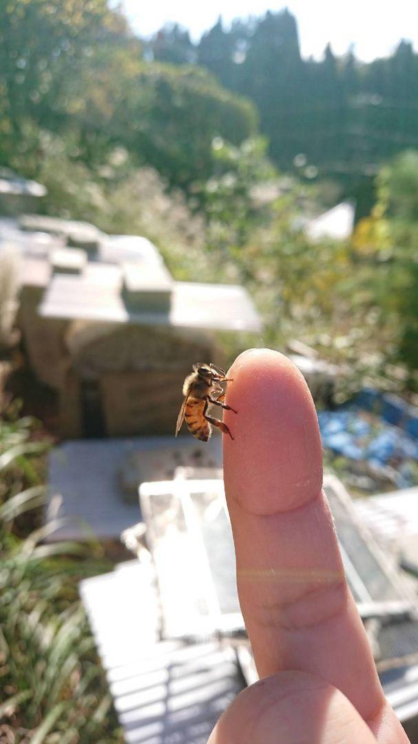 国産　純粋　蜂蜜　はちみつ　1.2kg2本