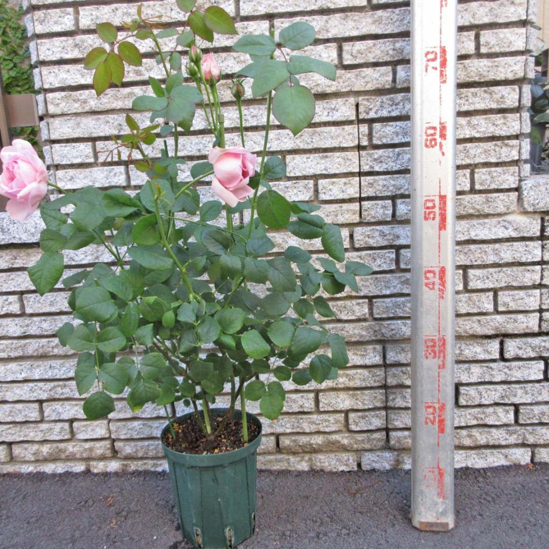 バラ花苗 廃盤品種 ER ワイフオブバス 開花中 接ぎ木苗 大苗