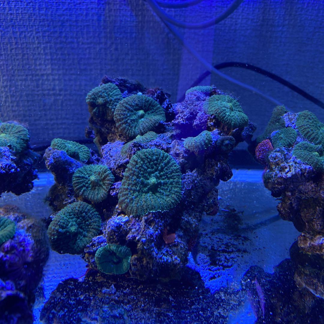 海水ライブロック　グリーンディスクコラールたくさん付き