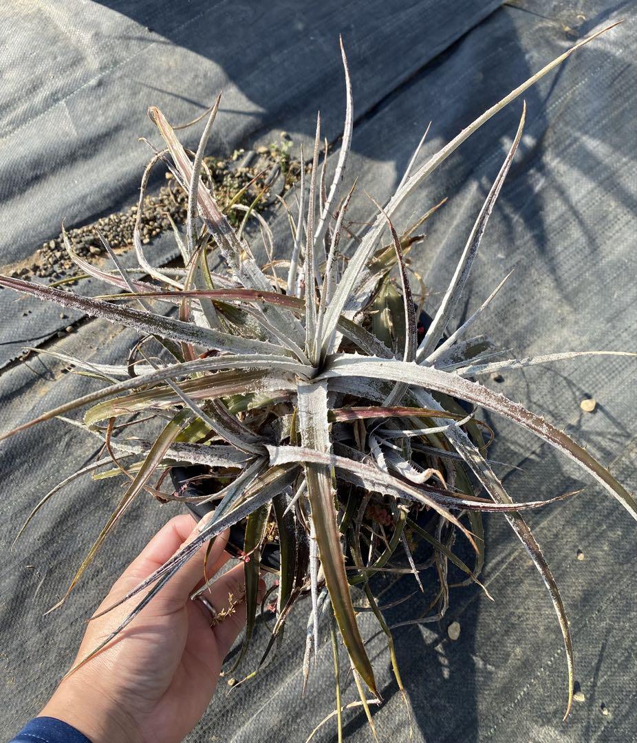 Dyckia pottiorum white 親株 群生 原種