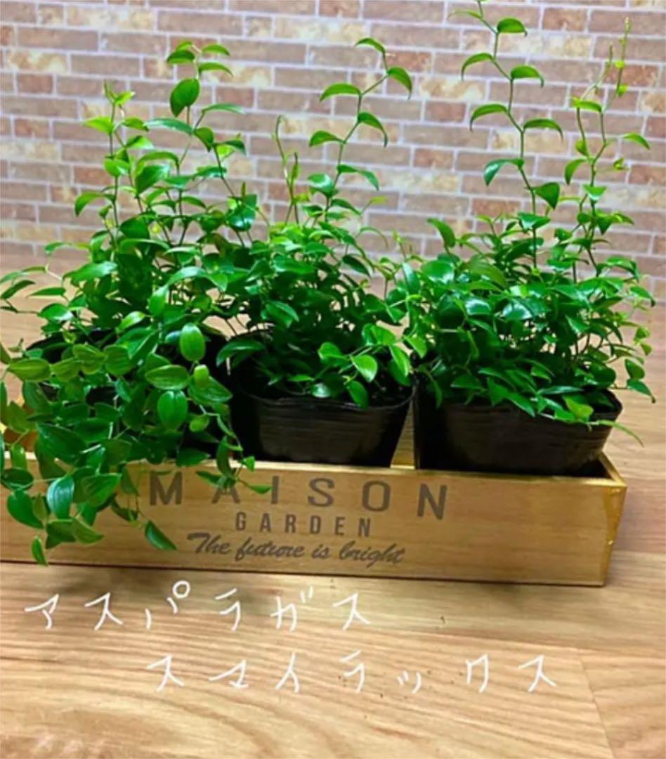 観葉植物 スマイラックス 苗 光沢のある葉 Lalala Web Co Jp 観葉植物 スマイラックス 苗 光沢のある葉 Lalala Web Co Jp