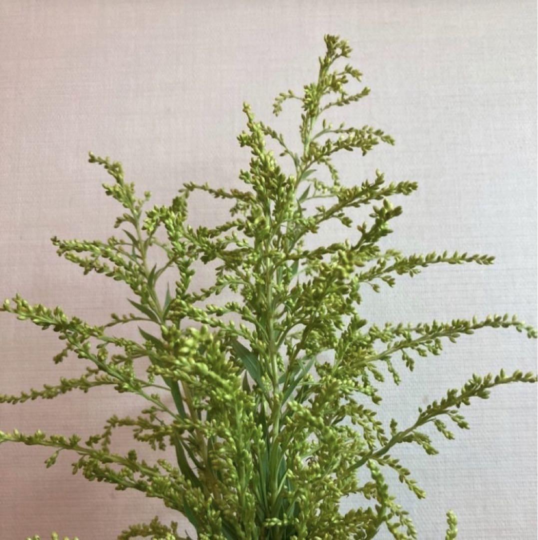 【素材パック】背高泡立草 大容量1kg セイタカアワダチソウ 薬湯 天然素材