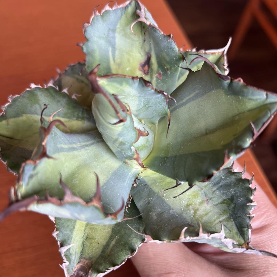 アガベ agave titanota 'dusty roads'