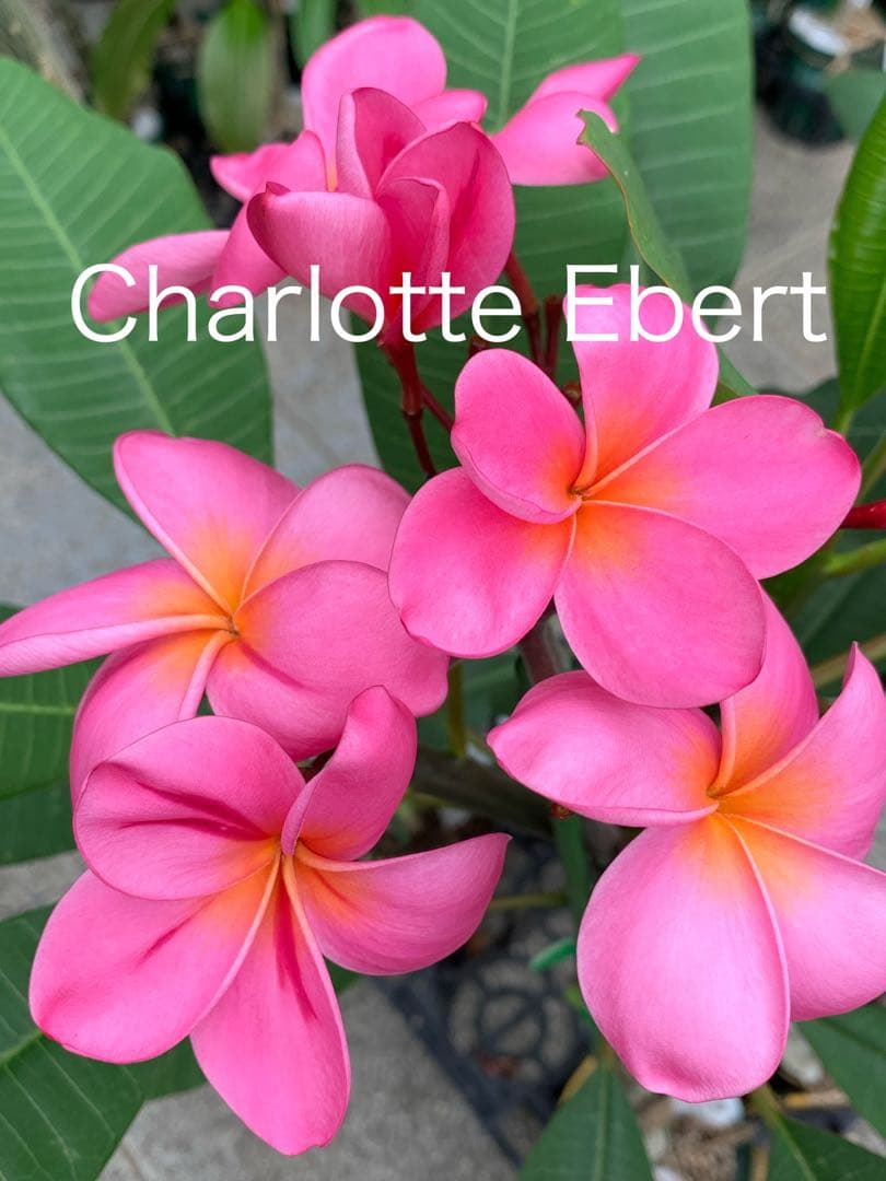 プルメリア JL Charlotte Ebert