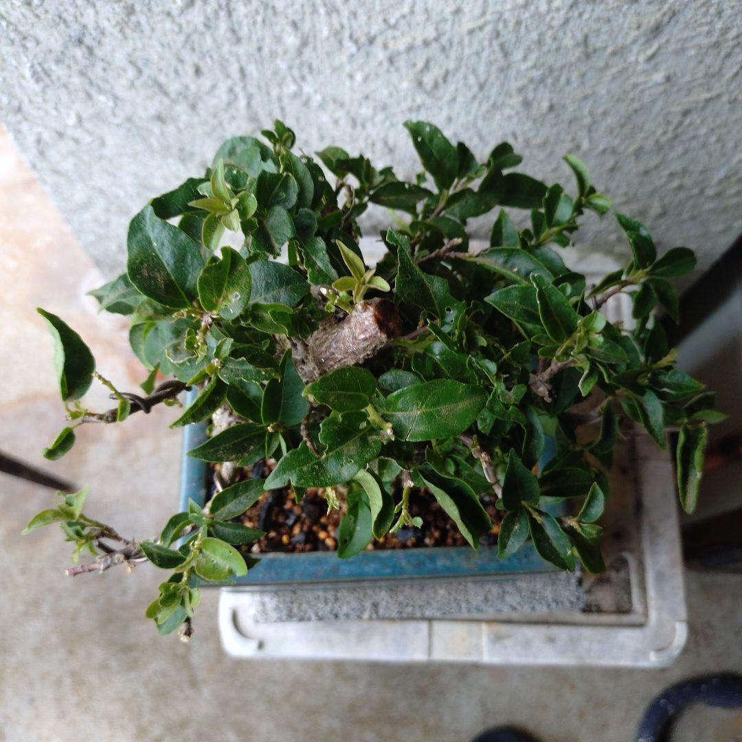 ブーゲンビリア 商品やや傷や汚れあり