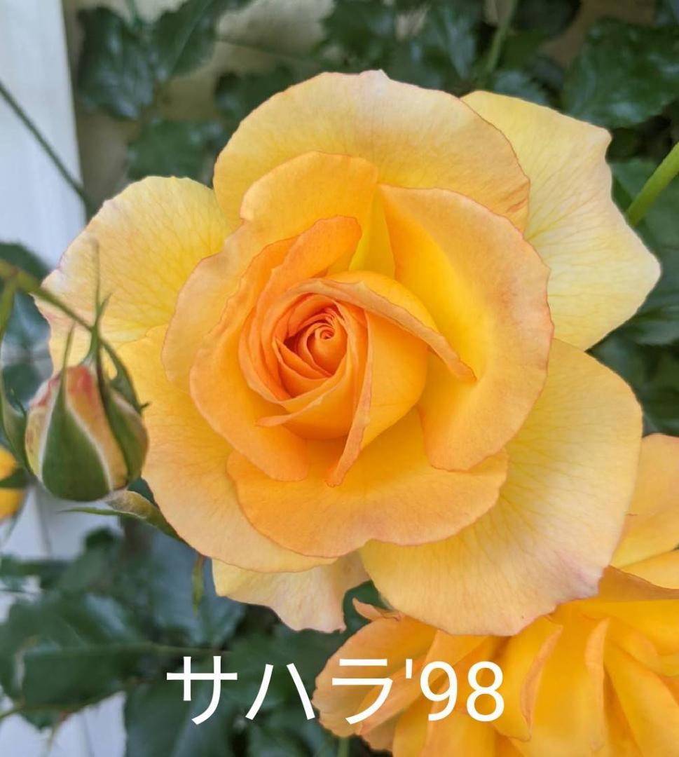バラ)サハラ'98が咲き始めました｜園芸日記by映奈｜みんなの趣味