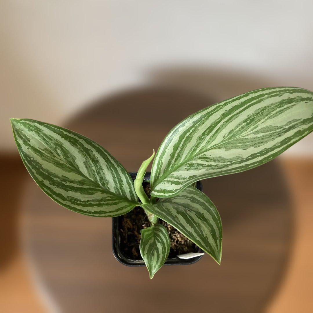 現品お届け】アグラオネマ ニティドゥム カーティシー Aglaonema