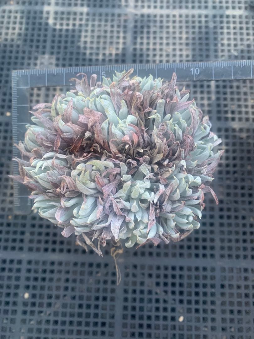 多肉植物　①ダドレア ヌビゲナ 数年古株