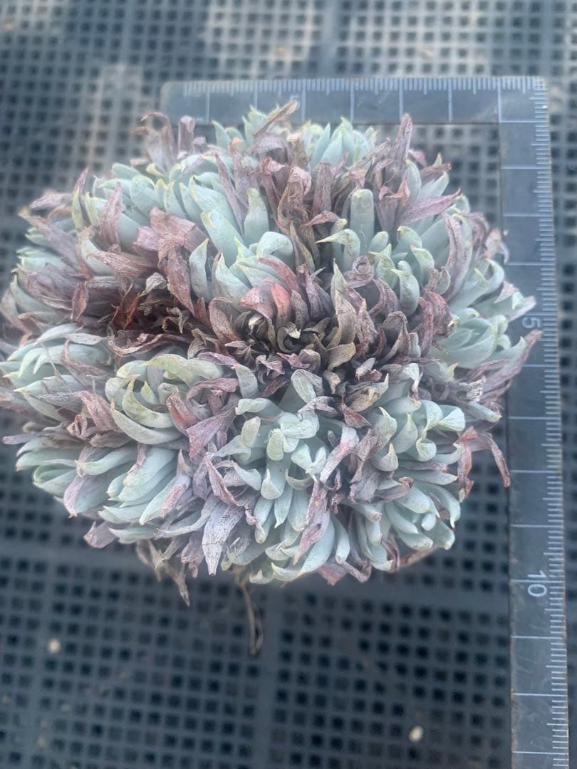 多肉植物 ①ダドレア ヌビゲナ 数年古株