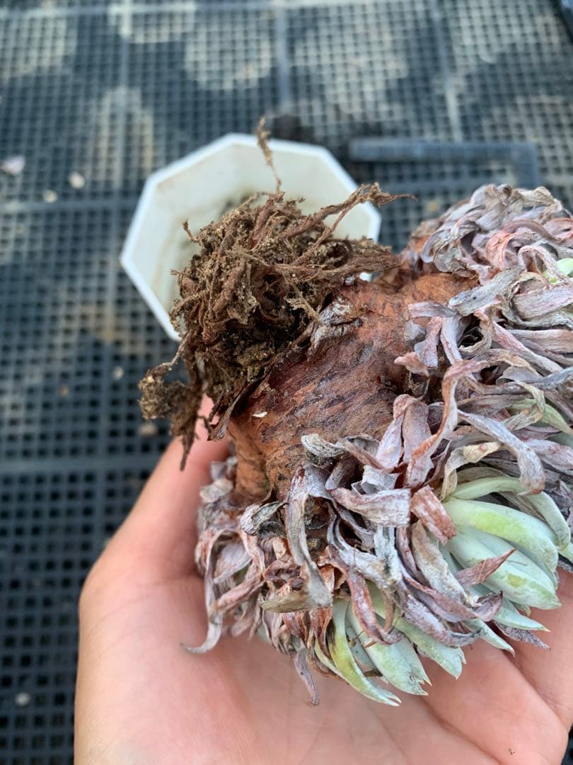 多肉植物　①ダドレア ヌビゲナ 数年古株 多肉植物 ④ダドレア ヌビゲナ 数年古株 多肉「ダドレアの1年間