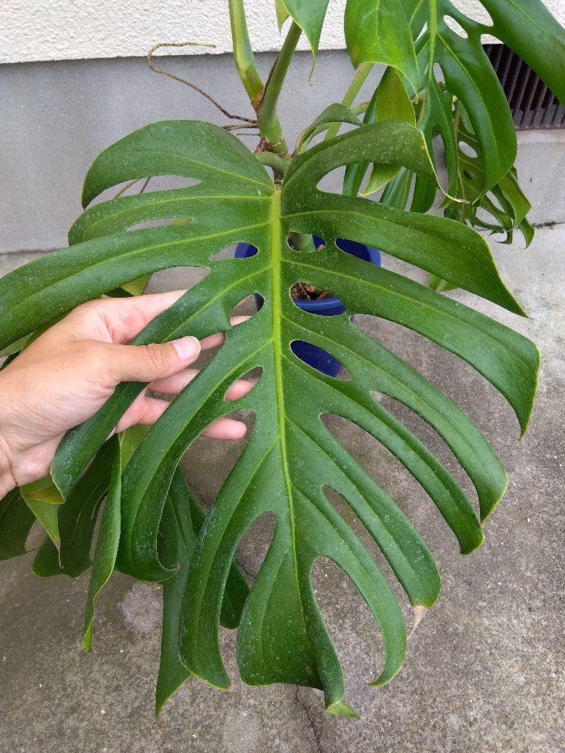 らいむ　モンステラ　デリシオーサ　7号鉢つき　2株植え❗深穴あき❗大型種❗ モンステラ デリシオーサ 7号鉢つき 大型葉❗深穴あき❗