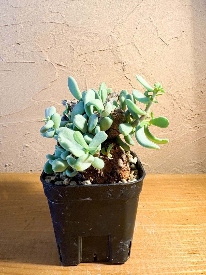 【良型発根済み】ケラリア ピグマエア 冬型 鉢のまま発送 【良型発根済み】ケラリア ピグマエア 冬型 鉢のまま発送