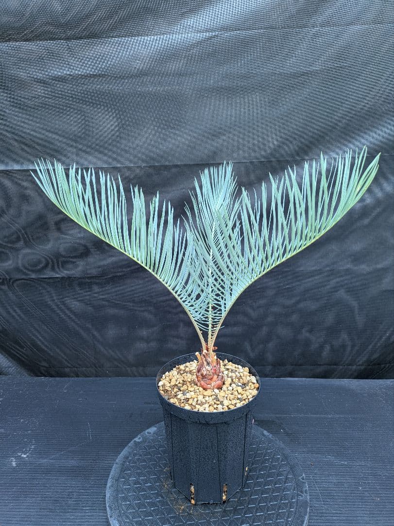 期間 10 サイカス カイルンシアナ スーパーブルー 赤肌 YUZUMIYA_COM