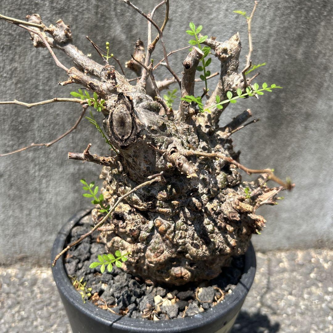 塊根植物 新芽あり パキプス 塊根植物 新芽あり パキプス