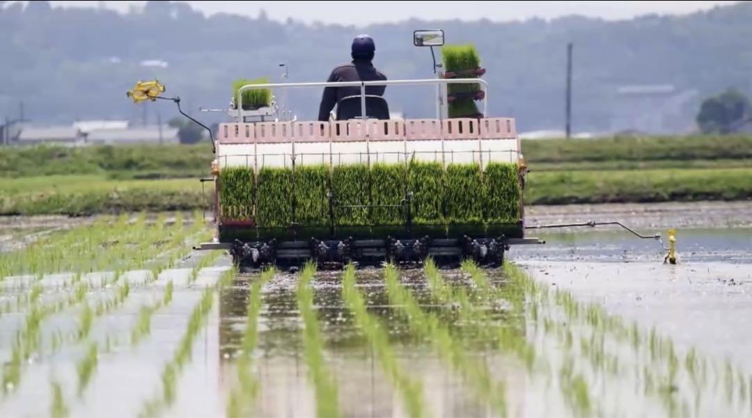 高級米)特A熊本県産菊池米ヒノヒカリ20kg安い