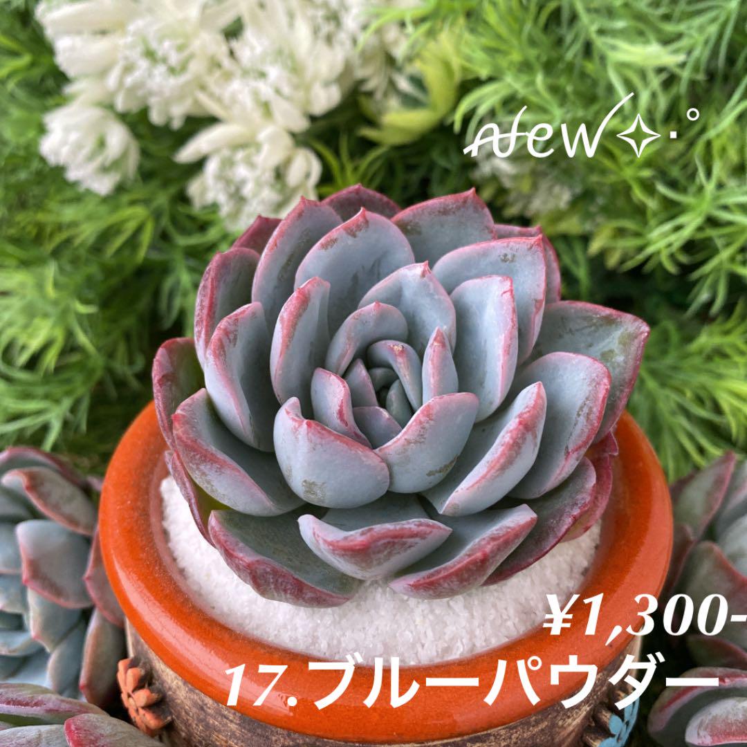 オレンジ系【在庫あり】17.ブルーパウダー ꫛꫀꪝ✧‧˚◇多肉植物◇ 植物/観葉植物 インテリア・住まい・小物オレンジ系¥10,708-zvonce.org オレンジ系【在庫あり】17.ブルーパウダー ꫛꫀꪝ✧‧˚◇多肉植物◇ 植物/観葉植物 インテリア・住まい・小物オレンジ系¥10,708-zvonce.org