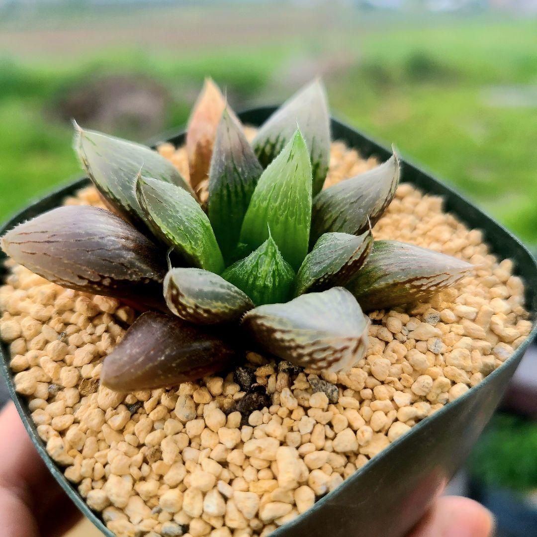 な*の様 ナイルの一滴 実生選抜 S1 現物 多肉植物 ハオルチア アロエ
